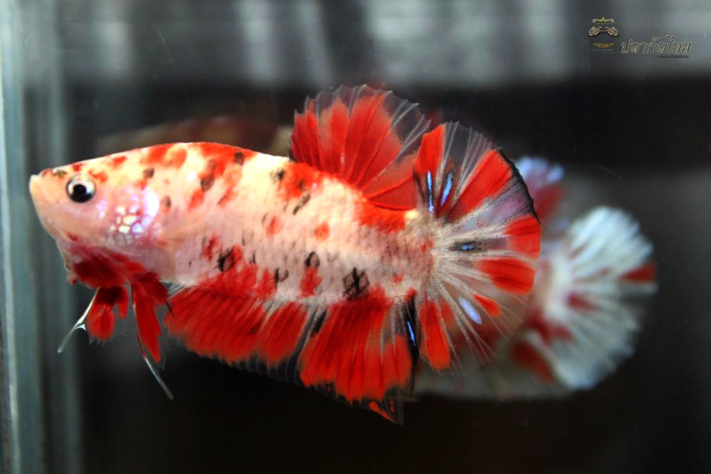 ปลากัดคัดเกรดครีบสั้น - Halfmoon Plakad Fancy Koi Premium Quality Grade