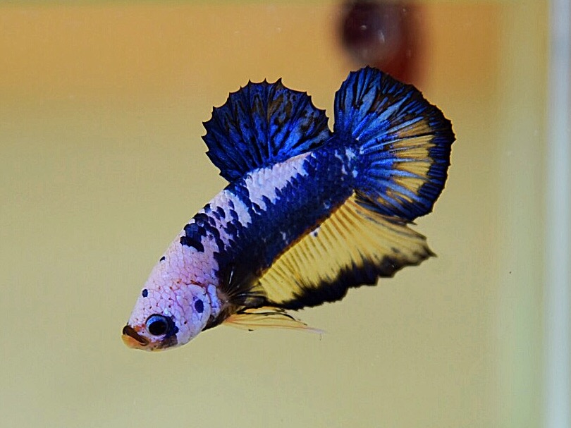 ปลากัดคัดเกรดครีบสั้น - Halfmoon Plakad Fancy Blue Marble Premium Quality Grade