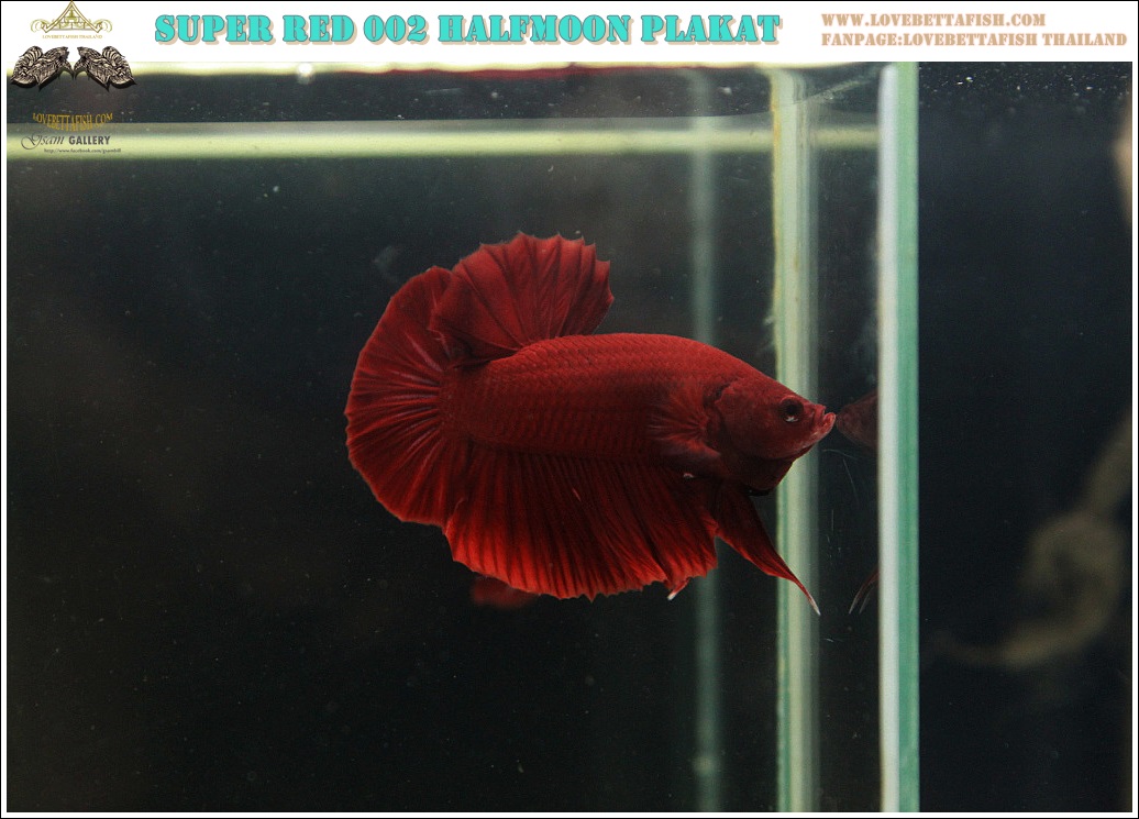 (ขายแล้วครับ)"คัดเกรด"ปลากัดครีบสั้น-Halfmoon Plakats Super Red 002