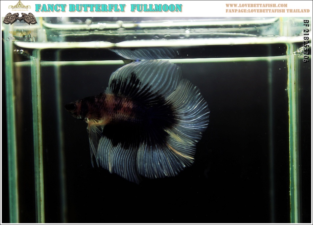 (ขายแล้วครับ)"คัดเกรด"ปลากัดครีบยาว หางพระจันทร์เต็มดวง หางคู่-Fullmoon BF Butterfly