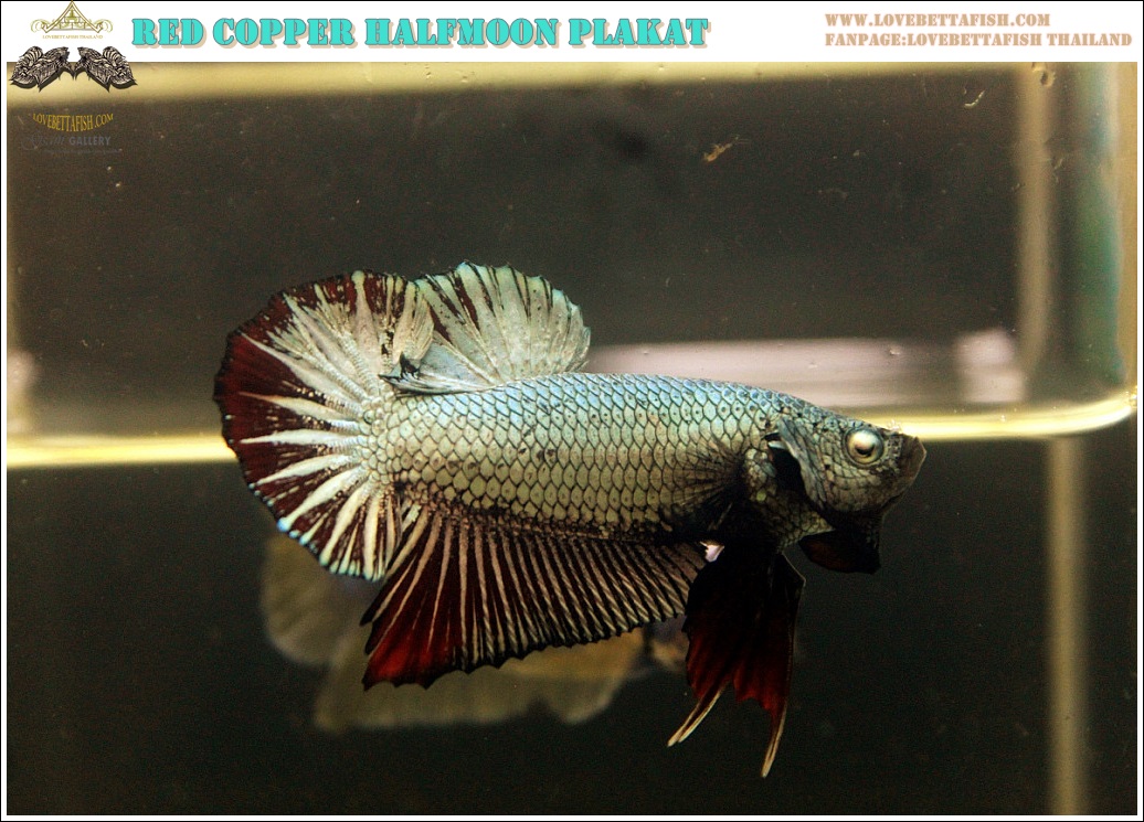 (ขายแล้วครับ)"คัดเกรด"ปลากัดครีบสั้น-Halfmoon Plakats Red Copper