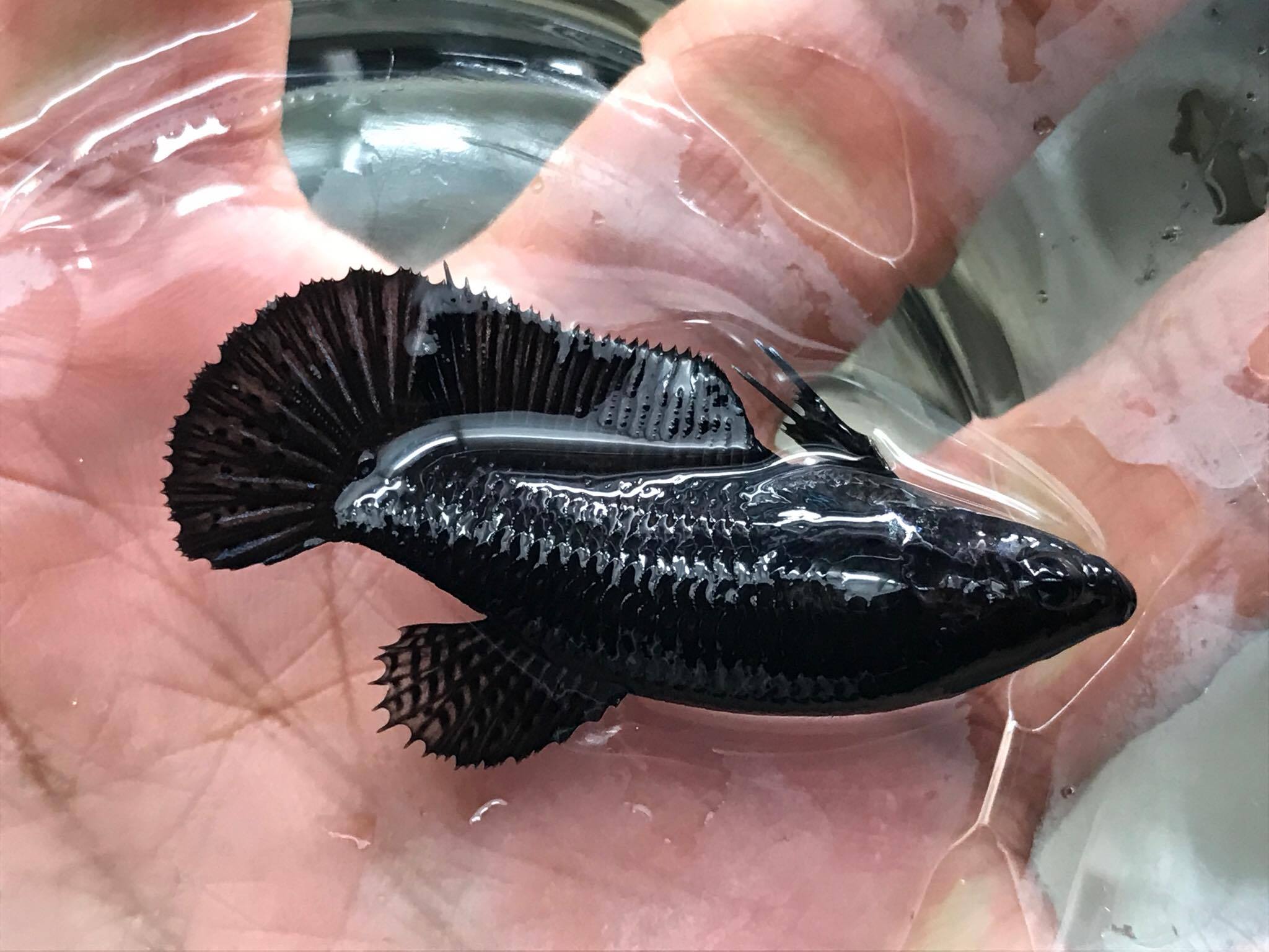 ปลากัดคัดเกรดครีบสั้นตัวเมีย - Female Halfmoon Plakad Super Black Quality Grade