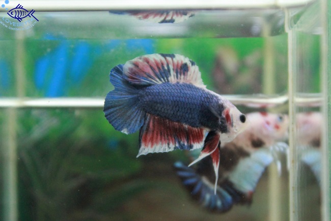 (ขายแล้วครับ)"คัดเกรด"ปลากัดครีบสั้นหางคู่-Halfmoon Plakats Double tails Super Fancy