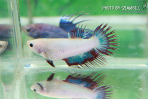ปลากัดครีบสั้น - Fancy HMPK Fancy Halfmoon Plakats (ตัวเมีย)