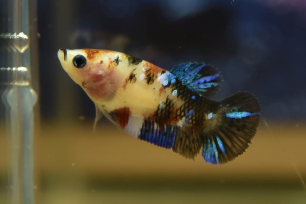 ปลากัดตัวเมียแฟนซีโค่ยกาแลคซี ปลากัดคัดเกรดครีบสั้น - Female Halfmoon Plakad Fancy Galaxy Premium Quality Grade