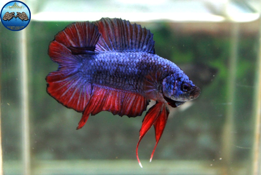 (ขายแล้วครับ)"คัดเกรด"ปลากัดครีบสั้น-Halfmoon Plakats Double Tails Fancy