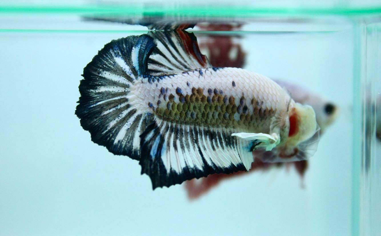 ปลากัดคัดเกรดครีบสั้น - Halfmoon Plakad Fancy Dragon Quality Grade