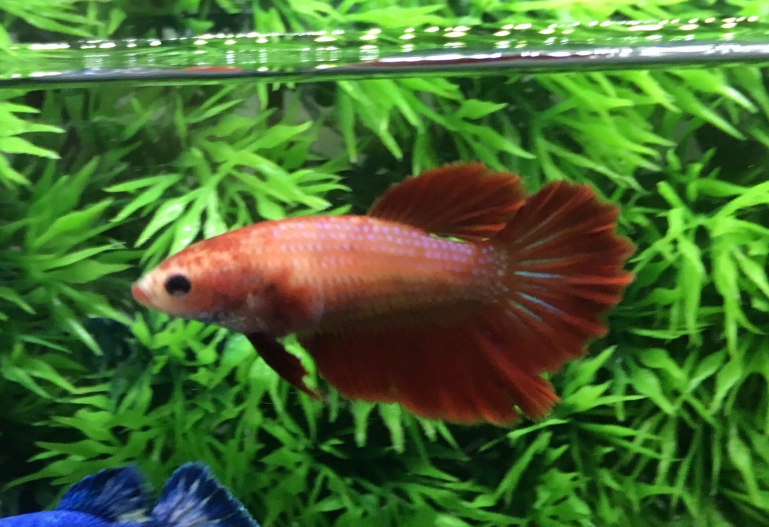 ปลากัดคัดเกรดครีบยาวตัวเมีย - Female Halfmoon Super Red Premium Quality Grade AAA+