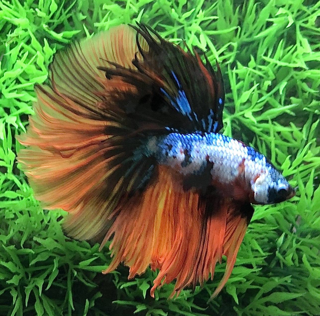 ปลากัดคัดเกรดครีบยาว - Halfmoon Fancy Koi Candy Premium Quality Grade