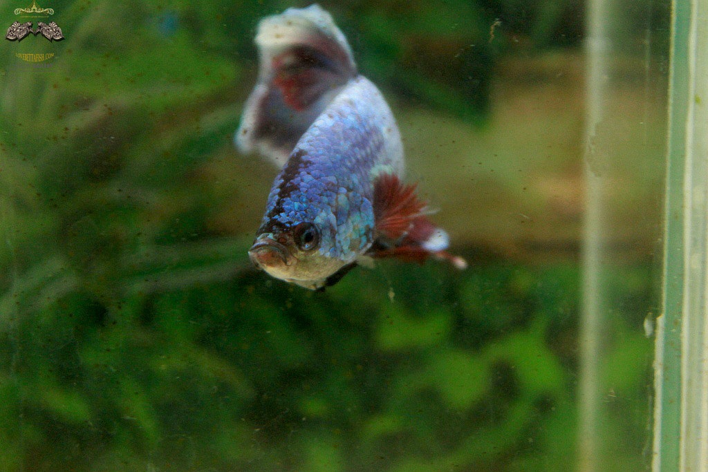 (ขายแล้วครับ)"คัดเกรด"ปลากัดยักษ์ครีบสั้น-Giant Halfmoon Plakats Fancy Salamander