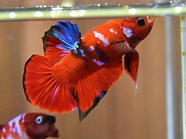 'เรด เฮลบอยย์'ปลากัดคัดเกรดครีบสั้น - Halfmoon Plakad Fancy Red Hellboy Premium Quality Grade