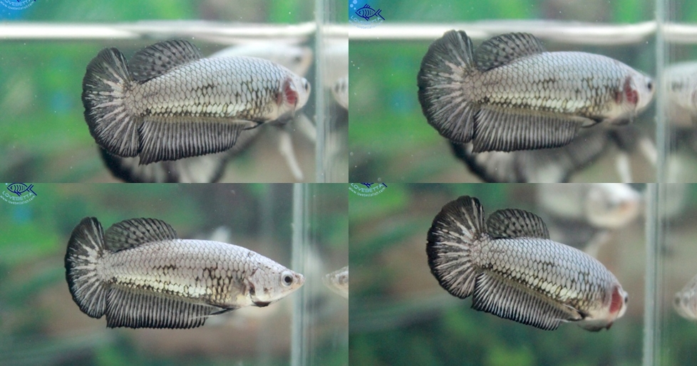 (ขายแล้วครับ)"คัดเกรด"ปลากัดครีบสั้นตัวเมีย-Halfmoon Plakats Black Dragon