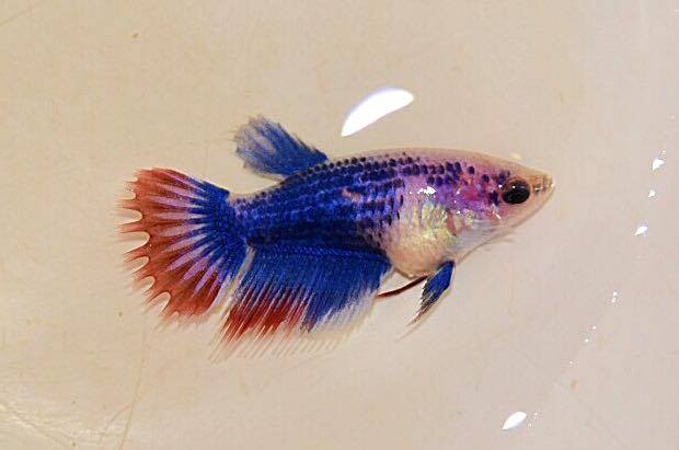"ลายธงชาติ"ปลากัดคัดเกรดครีบยาวหางมงกุฎเพศเมีย - Female CrownTails Thailand Premium Quality Grade AAA+