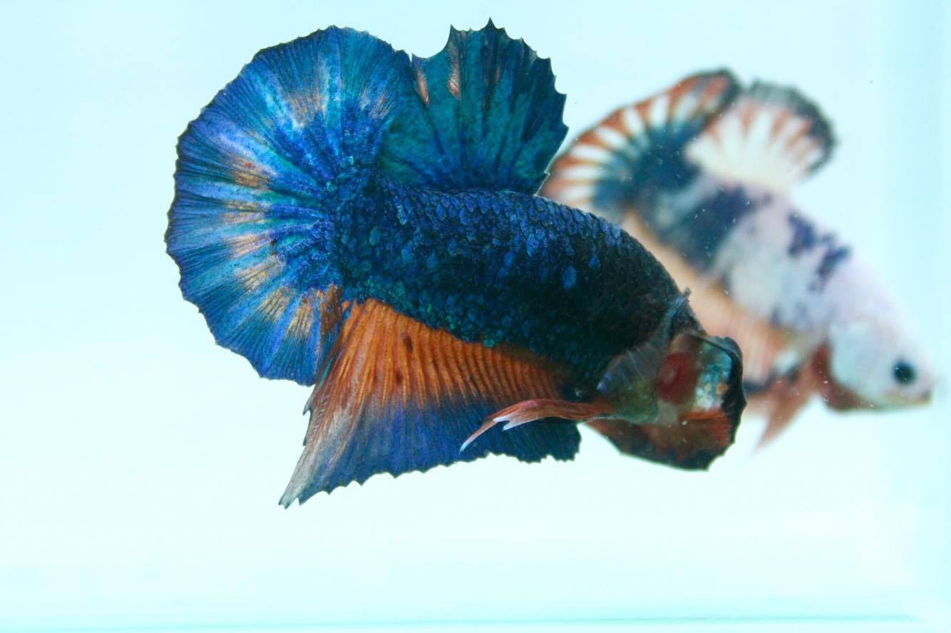 ปลากัดคัดเกรดครีบสั้น - Halfmoon Plakad Fancy Dragon Quality Grade
