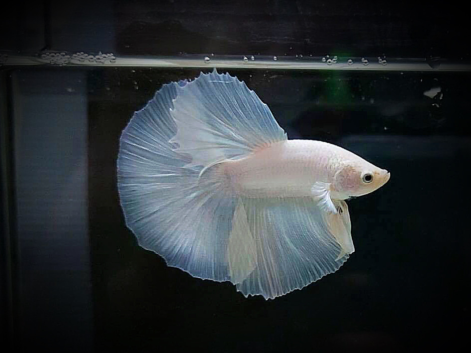 ปลากัดคัดเกรดครีบยาว - Halfmoon White Platinum Premium Quality Grade