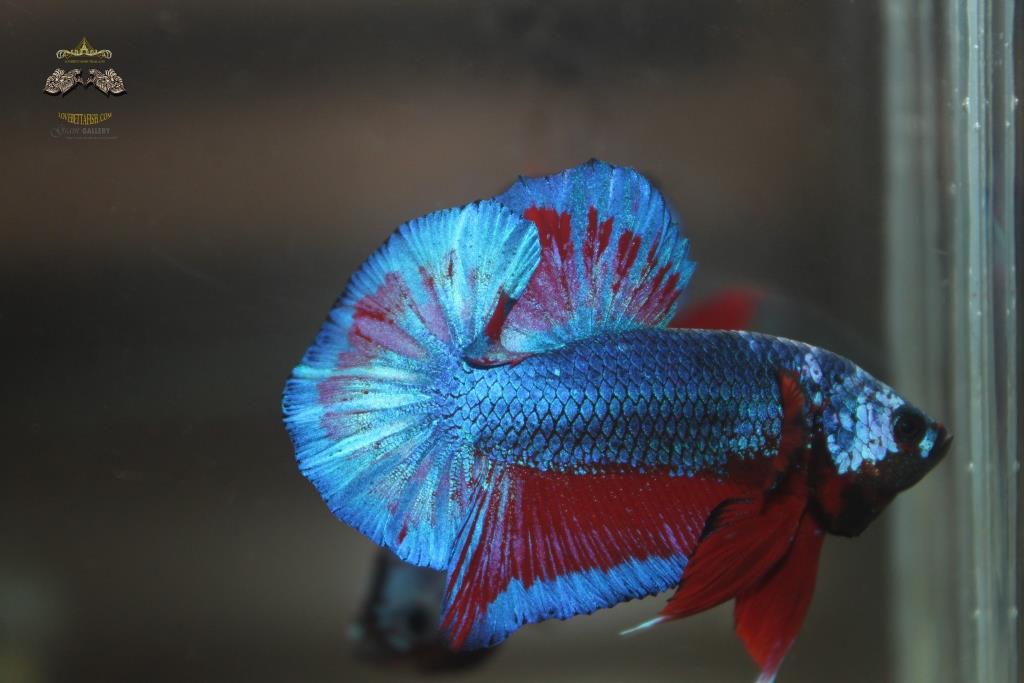 ปลากัดคัดเกรดครีบสั้น - Halfmoon Plakad Fancy Dragon(Red Blue) Premium Quality Grade AAA+