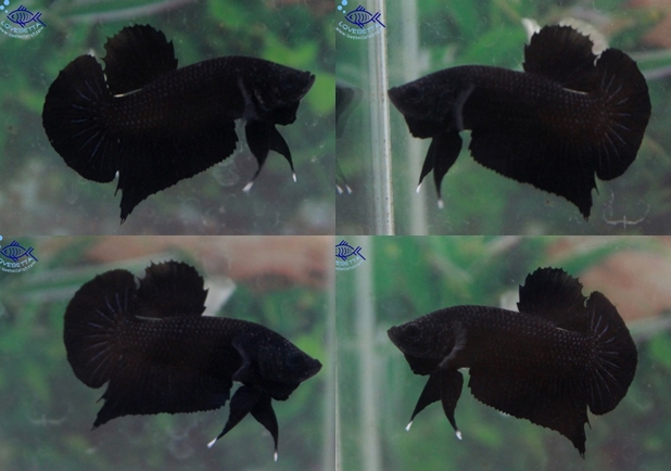 (ขายแล้วครับ)"คัดเกรด"ปลากัดครีบสั้น-Halfmoon Plakats Super Black