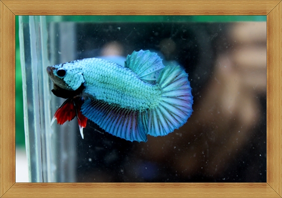 (ขายแล้วครับ)ปลากัดครีบสั้น - Halfmoon Plakats SUPPERBLUE