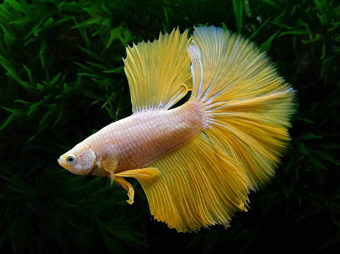 ปลากัดคัดเกรดครีบยาว - Halfmoon Fancy Thailand Colors Premium Quality Grade