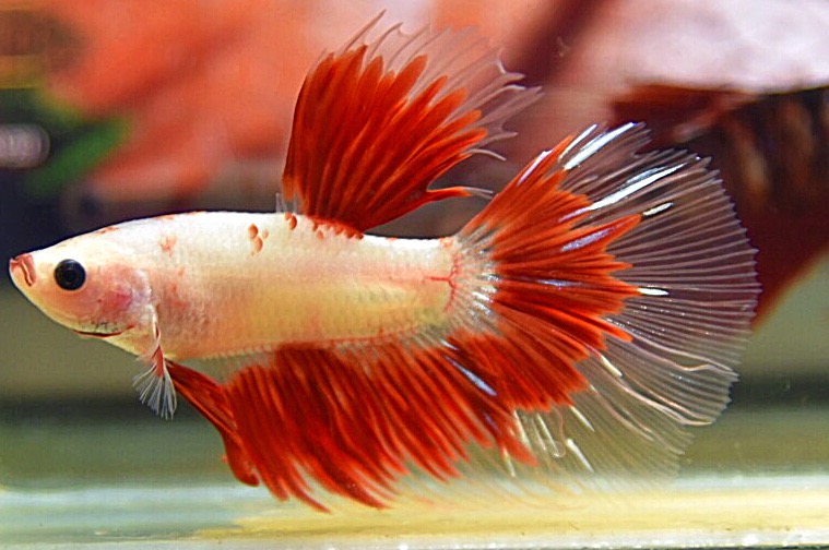 ปลากัดคัดเกรดครีบยาว - Halfmoon Fancy Red Marble Premium Quality Grade AAA+
