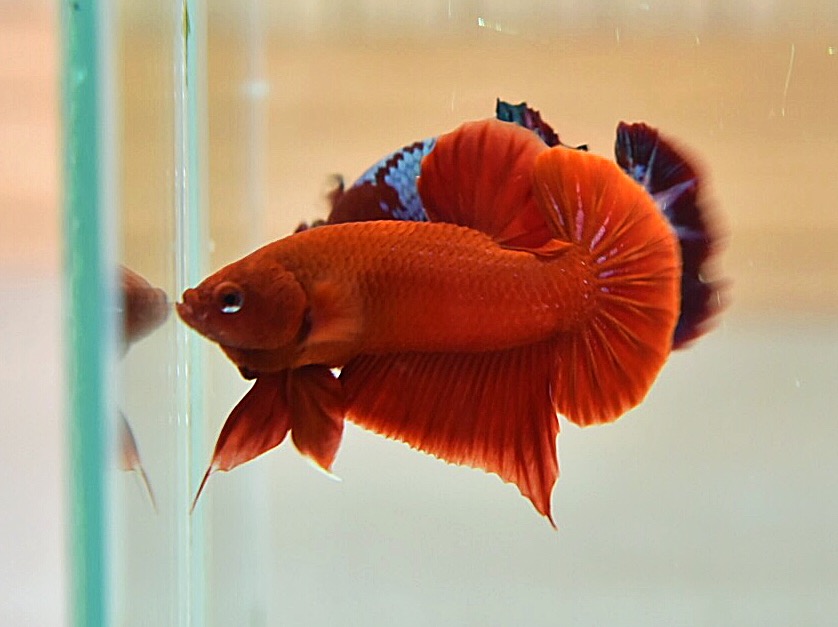 ปลากัดคัดเกรดครีบสั้น - Halfmoon Plakad Super Red Premium Quality Grade
