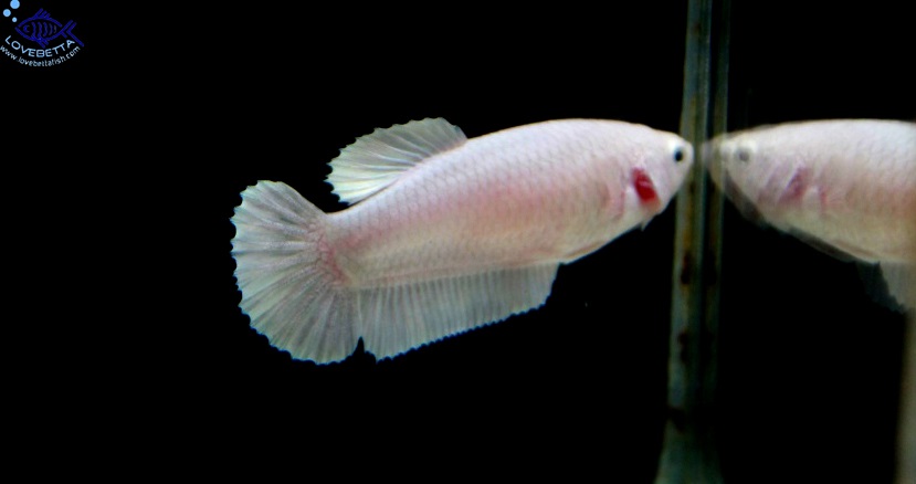 (ขายแล้วครับ)"คัดเกรด"ปลากัดครีบสั้นตัวเมีย-Halfmoon Plakats Female White Platinum