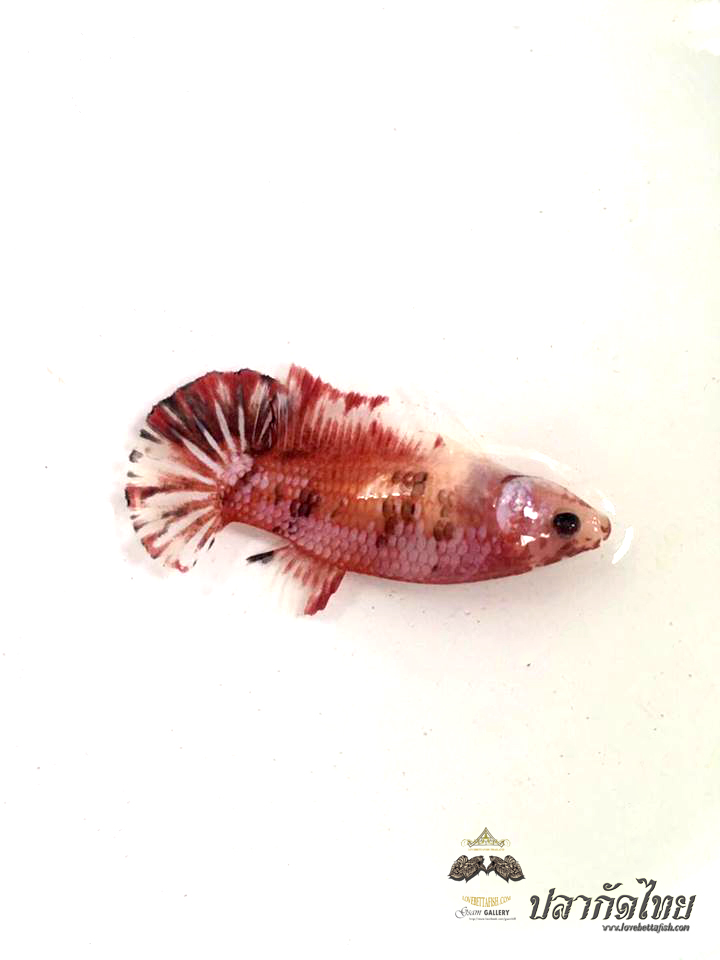 ปลากัดคัดเกรดครีบสั้นตัวเมีย - Female Halfmoon Plakad FancyDragon Quality Grade AAA+