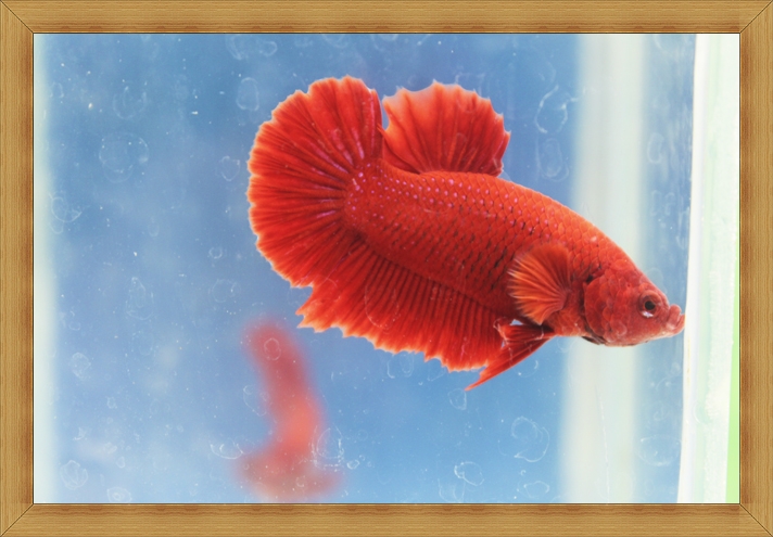 ปลากัดครีบสั้น - Halfmoon Plakats SUPER RED
