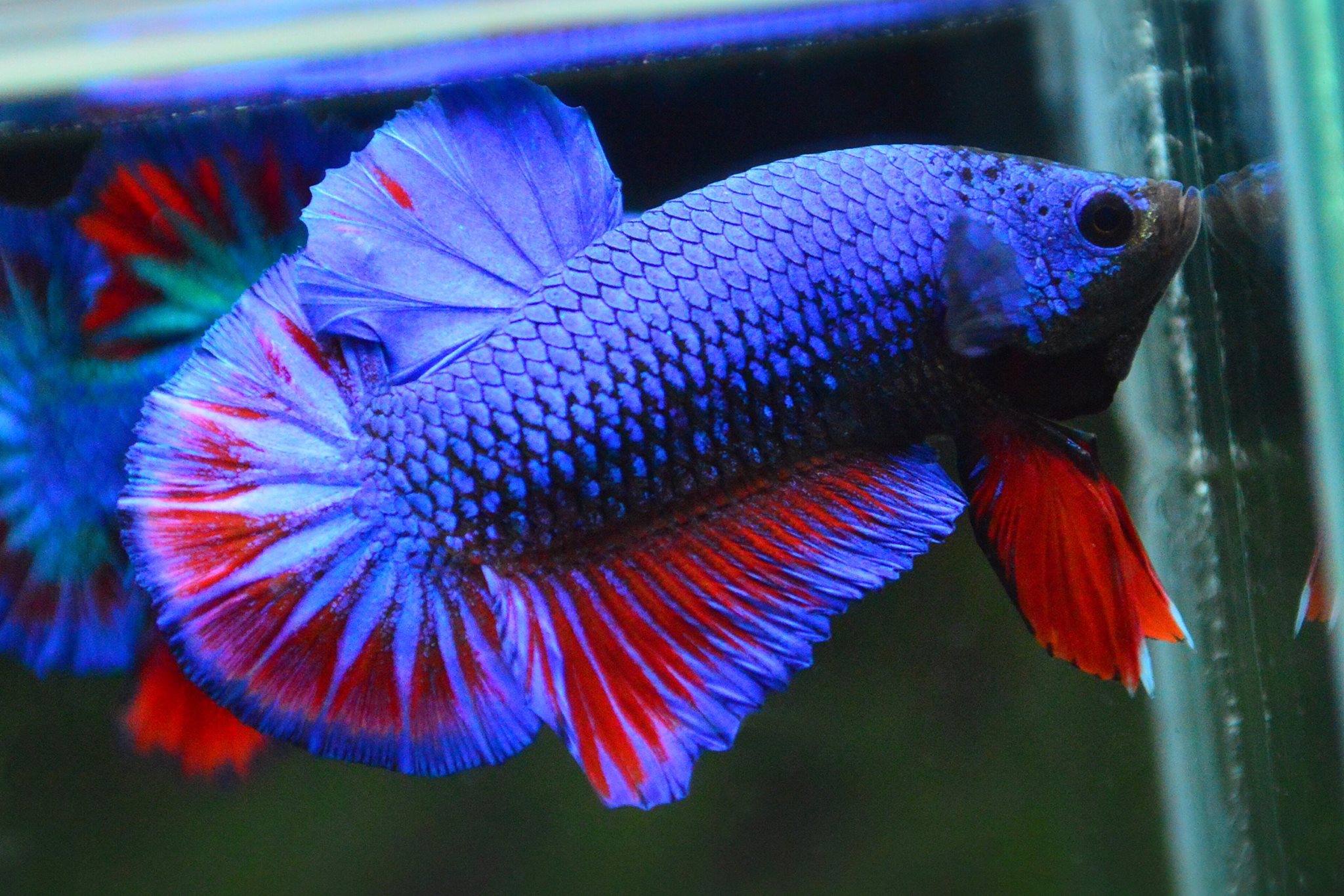 คัดเกรดปลากัดครีบสั้น-Halfmoon Plakad Fancy Dragon ฺBlue Red Qaulity Grade