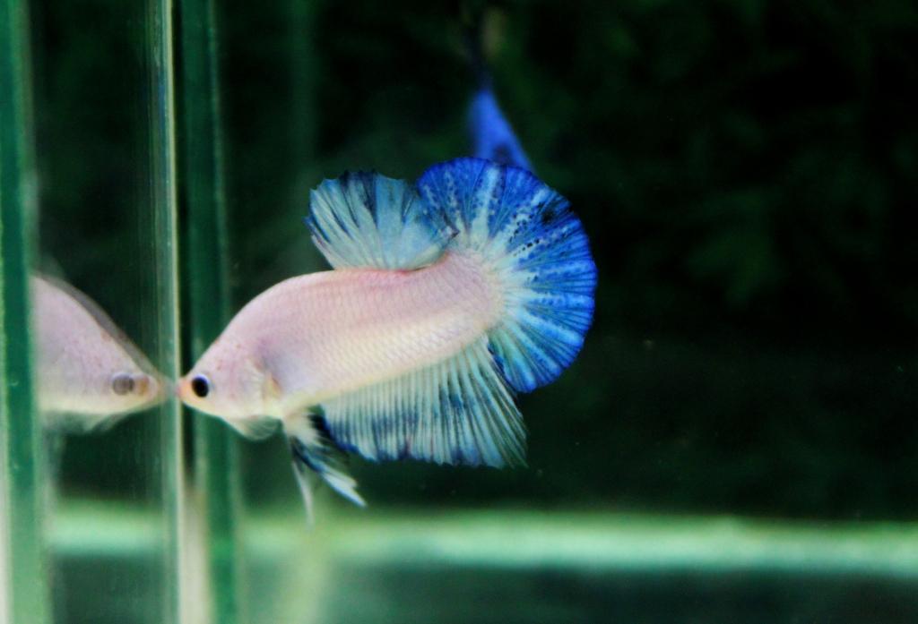 คัดเกรดปลากัดครีบสั้น-Halfmoon Plakat Marble Fancy