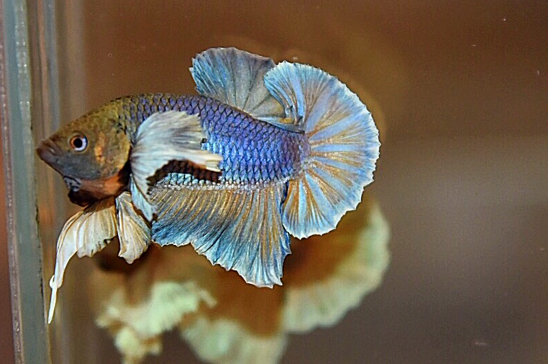 “หูใหญ่มากหูเป็นพวง”ปลากัดคัดเกรดครีบสั้นหูช้าง - Halfmoon Plakad Big Ear Premium Quality Grade AAA+