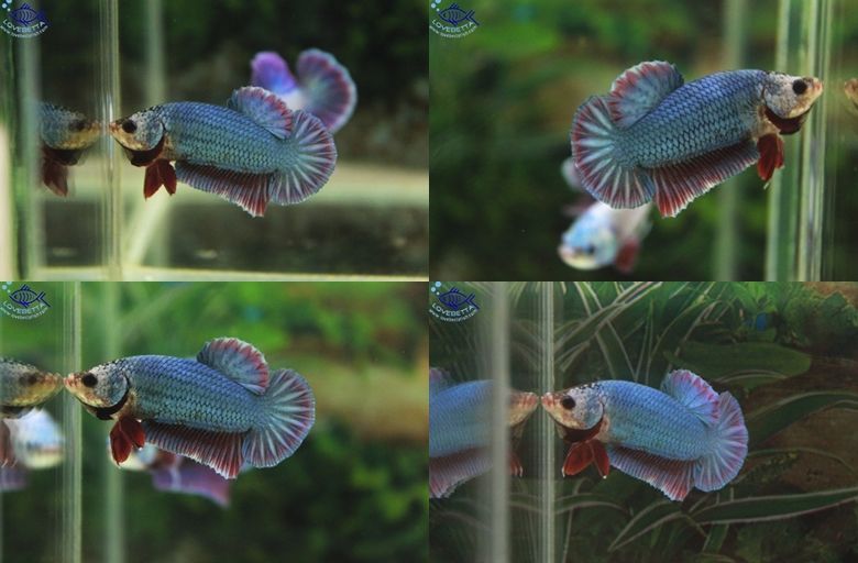 "คัดเกรด"ปลากัดครีบสั้น-Halfmoon Plakats Fancy2