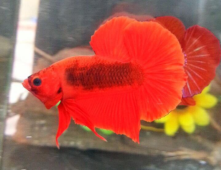 ปลากัดคัดเกรดครีบสั้น - Halfmoon Plakad Fancy อสูรเนื้อแดง Premium Quality Grade