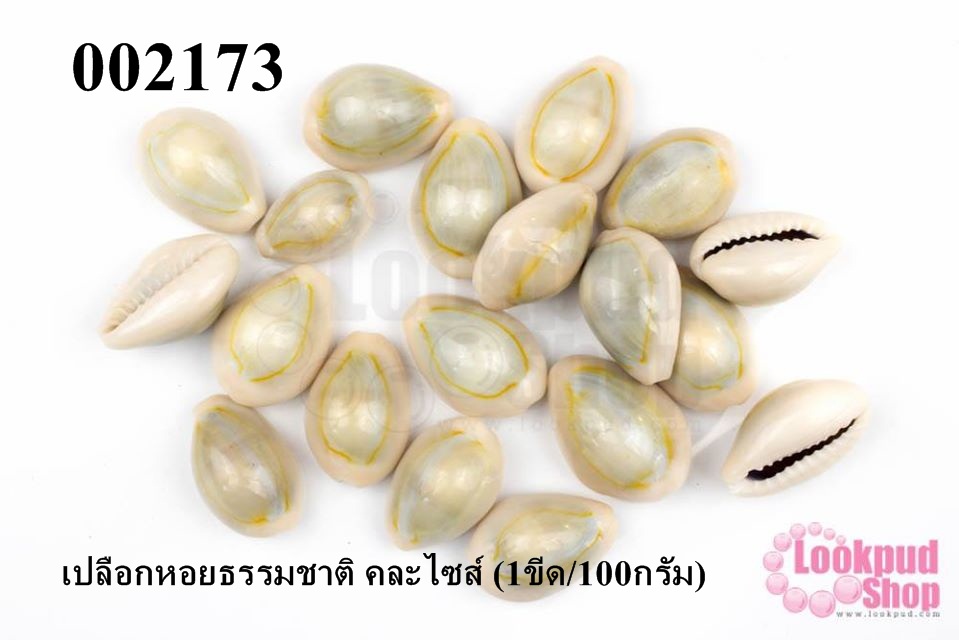 เปลือกหอยธรรมชาติ คละไซส์ (1ขีด/100กรัม)