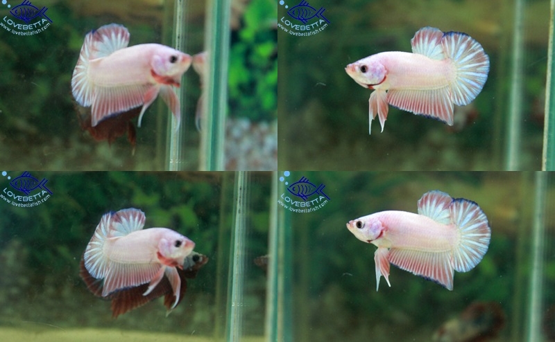 (ขายแล้วครับ)Sweet หวานๆ "คัดเกรด"ปลากัดครีบสั้น-Halfmoon Plakats Super Fancy