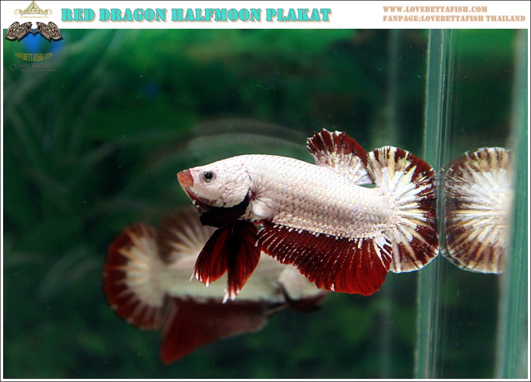 (ขายแล้วครับ)"คัดเกรด"ปลากัดครีบสั้น-Halfmoon Plakats Red Dragon มังกรแดง
