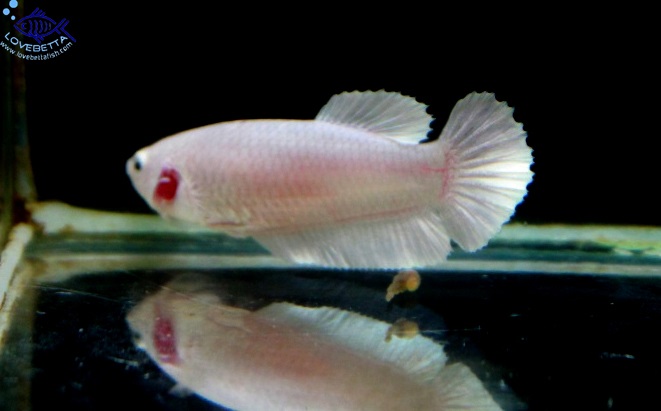 (ขายแล้วครับ)"คัดเกรด"ปลากัดครีบสั้นตัวเมีย-Halfmoon Plakats Female White Platinum