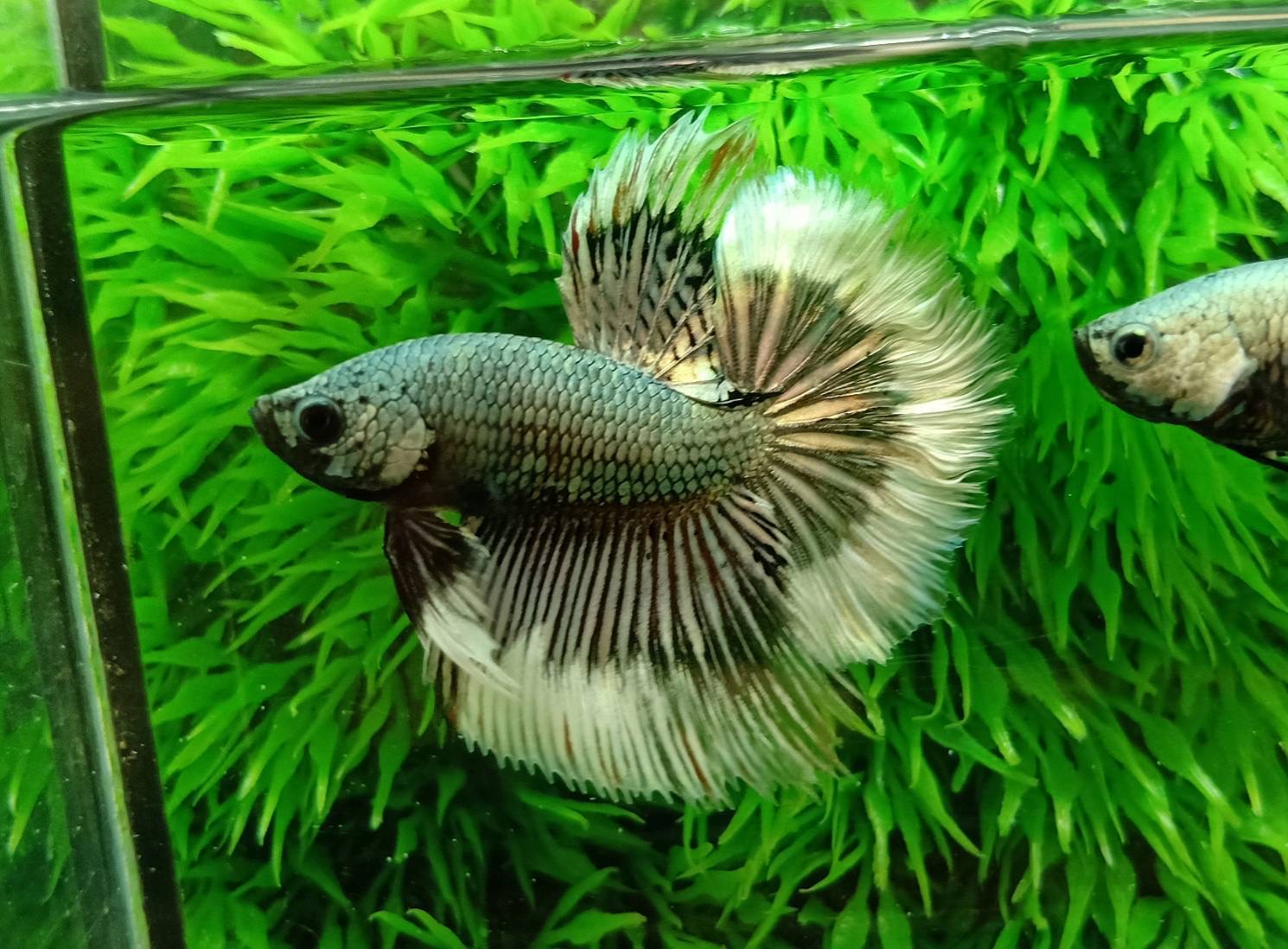 ปลากัดคัดเกรดครีบยาวตัวผู้ตัวเมียพร้อมผสม - Male+Female Halfmoon Fancy Yellow Copper Colors Premium Quality Grade