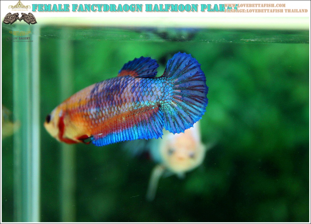 (ขายแล้วครับ)นานๆทีปล่อยตัวเมียครับ"คัดเกรด"ปลากัดครีบสั้น-Female Halfmoon Plakats Fancy Dragon Orange Quality Grade