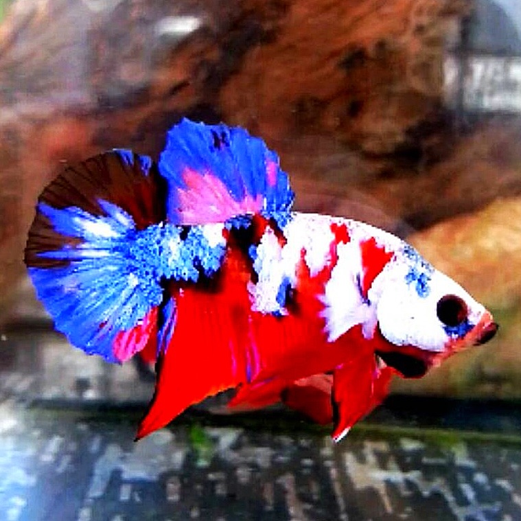 ปลากัดคัดเกรดครีบสั้นแฟนซี - Halfmoon Plakad Fancy Red Nemo Galaxy Premium Quality Grade