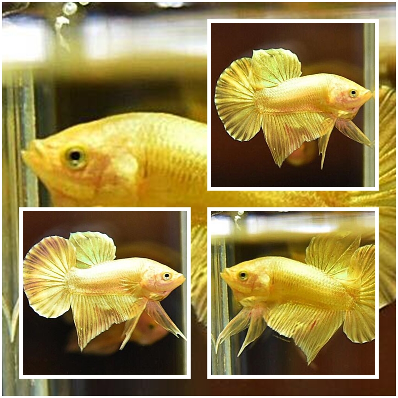 "ปลากัดสีทอง Super Gold" ปลากัดคัดเกรดครีบสั้น - Halfmoon Plakad Super Gold Quality Grade