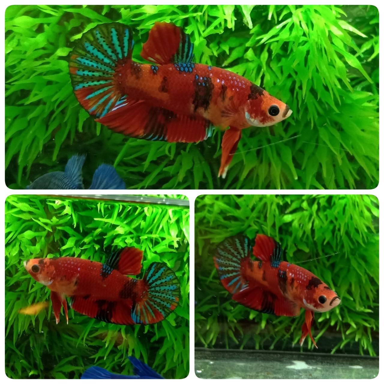 ปลากัดคัดเกรดครีบสั้น - Halfmoon Plakad Fancy Dragon Premium Quality Grade
