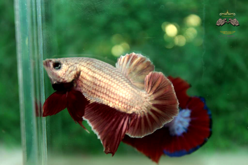 ปลากัดคัดเกรดครีบสั้น - Halfmoon Plakad Red Dragon Quality Grade