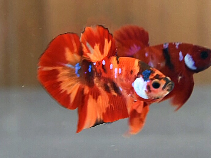 'นีโม่ ลายเสือไฟ'ปลากัดคัดเกรดครีบสั้น - Halfmoon Plakad Fancy Nemo Fire Tiger Premium Quality Grade