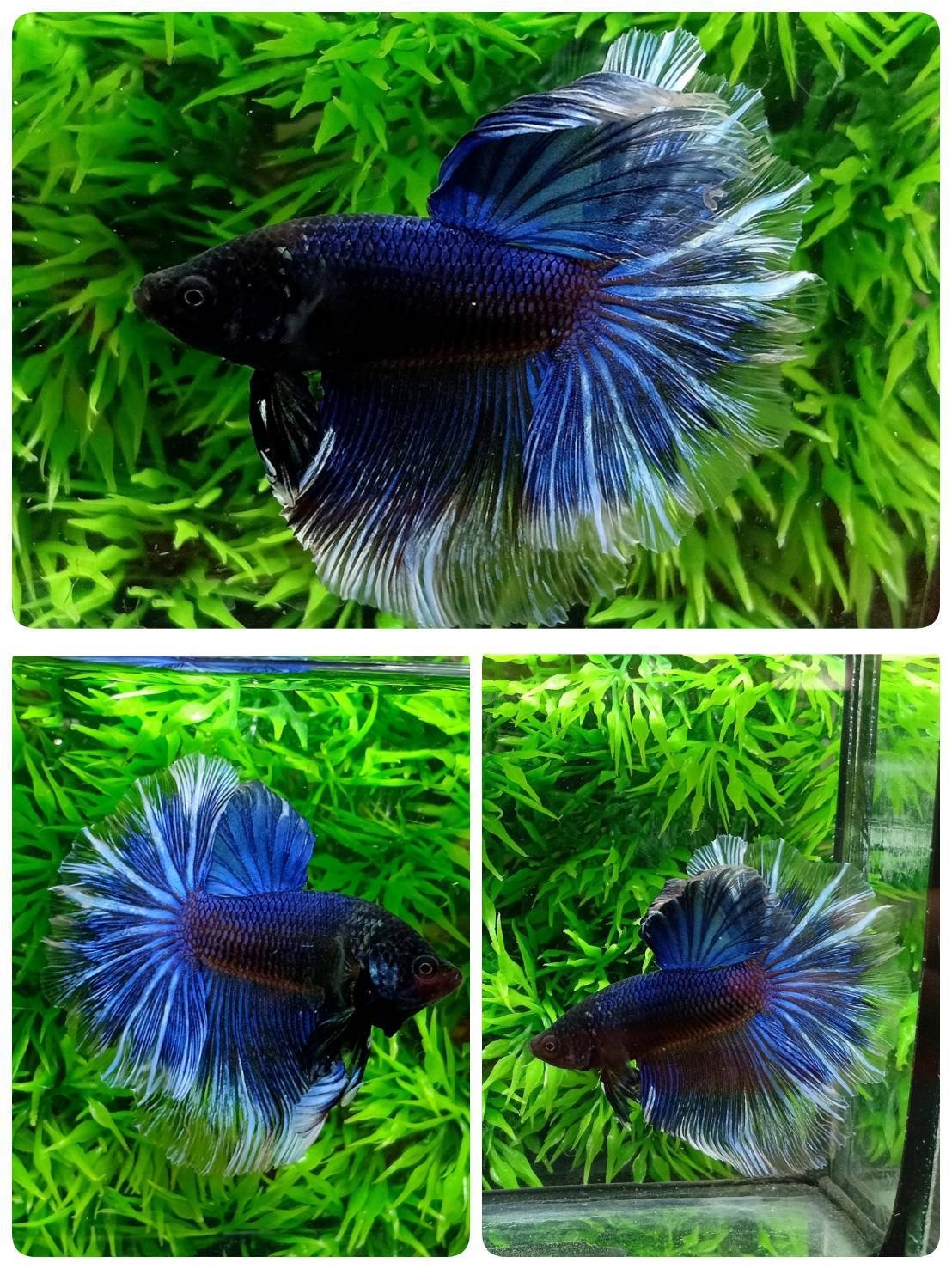 ปลากัดคัดเกรดครีบยาว - Halfmoon Fancy Black Mirano Colors Premium Quality Grade