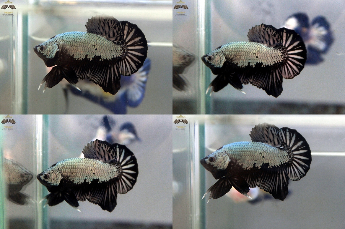(ขายแล้วครับ)"คัดเกรด"ปลากัดครีบสั้น-Halfmoon Plakats Black Dragon