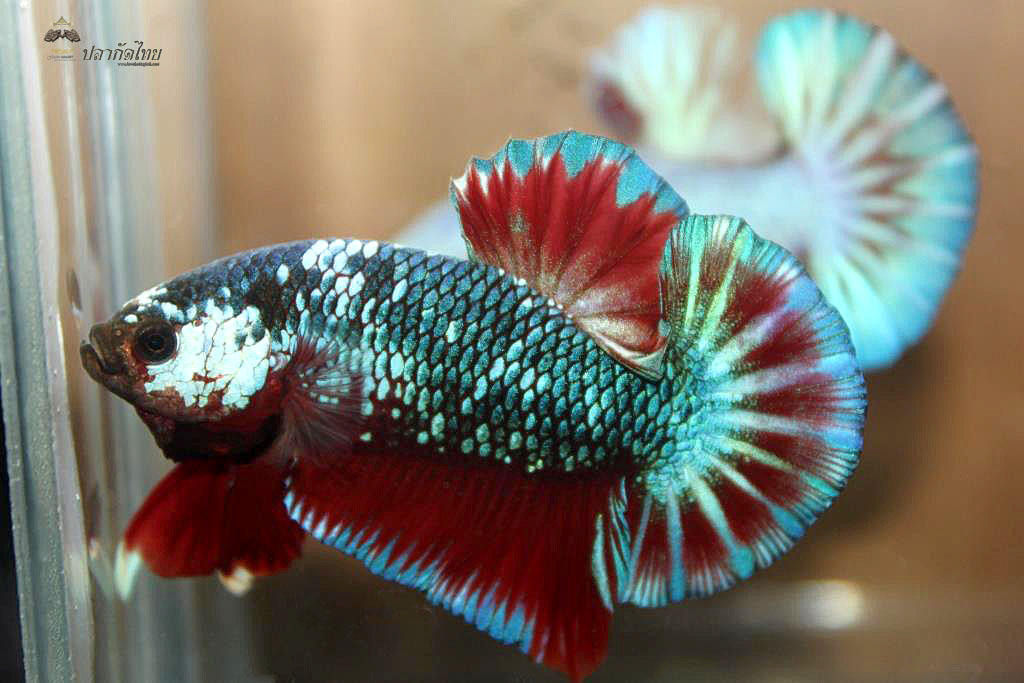 ปลากัดคัดเกรดครีบสั้น - Halfmoon Plakad Fancy Green Dragon Premium Quality Grade