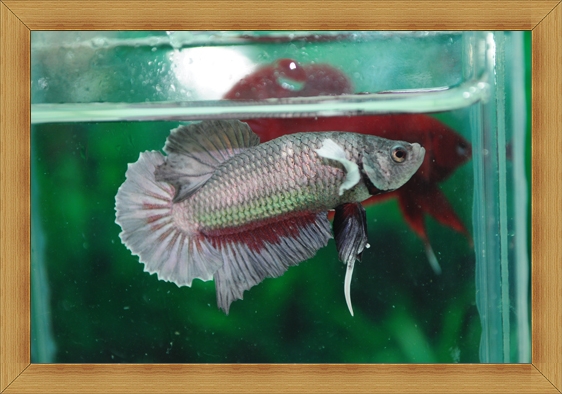(ขายแล้วครับ)ปลากัดครีบสั้น - Fancy Halfmoon Plakats