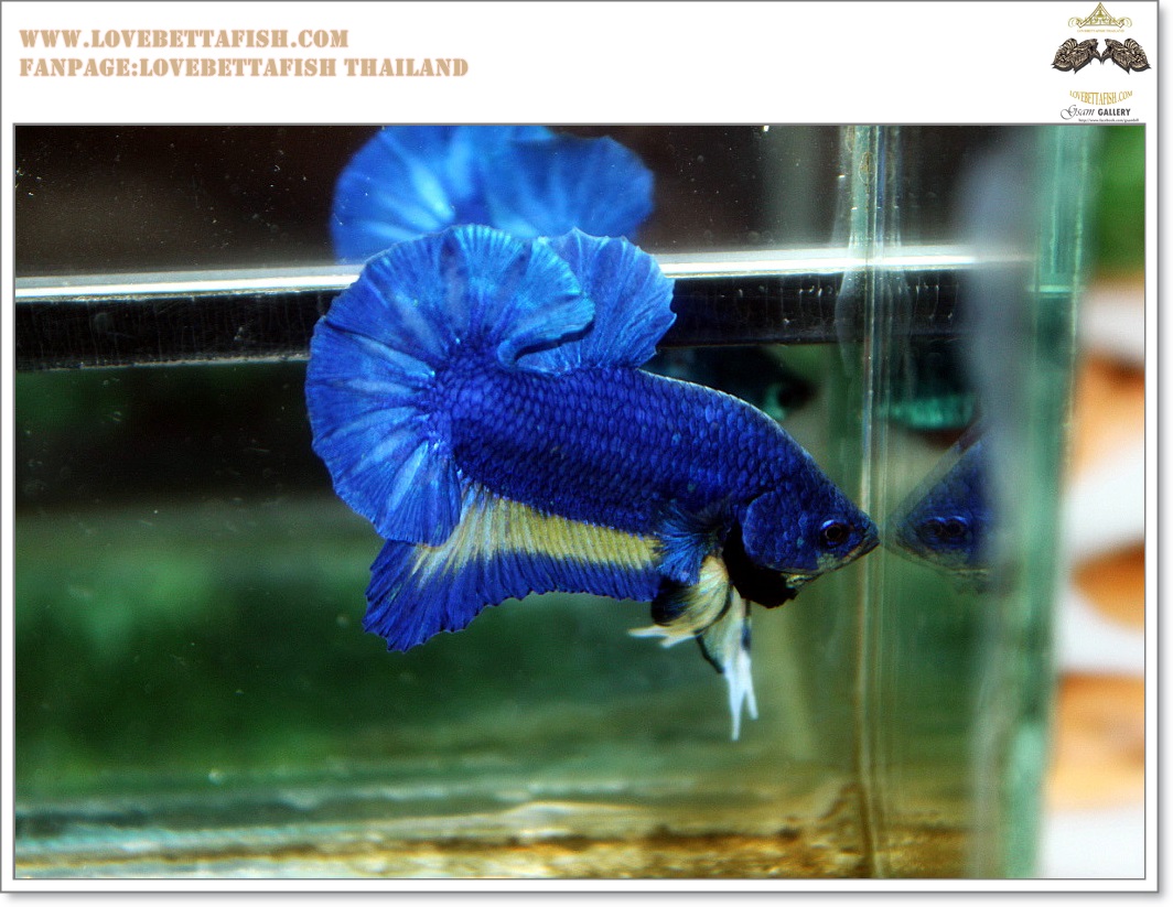 พิเศษ คัดเกรดปลากัดครีบสั้น-Halfmoon Plakat BLue Mustrad Grade AAA+
