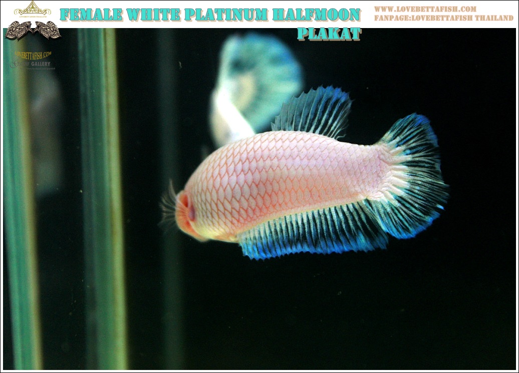 (ขายแล้วครับ)"คัดเกรด"ปลากัดครีบสั้นตัวเมีย-Female Halfmoon Plakats White Dragon A++
